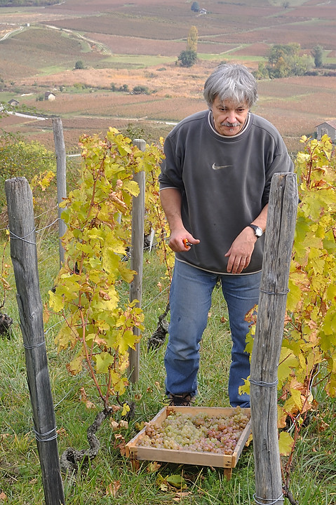 Vendanges-2009-10-25-12-.jpg - Vendanges chez Alain