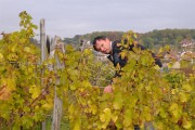 Vendanges-2009-10-25-03-
