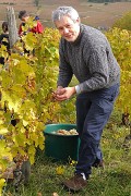 Vendanges-2009-10-25-07-