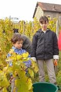 Vendanges-2009-10-25-08-