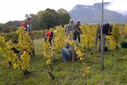 Vendanges-2009-10-25-09-