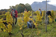 Vendanges-2009-10-25-10-