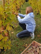 Vendanges-2009-10-25-11-
