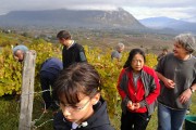 Vendanges-2009-10-25-13-