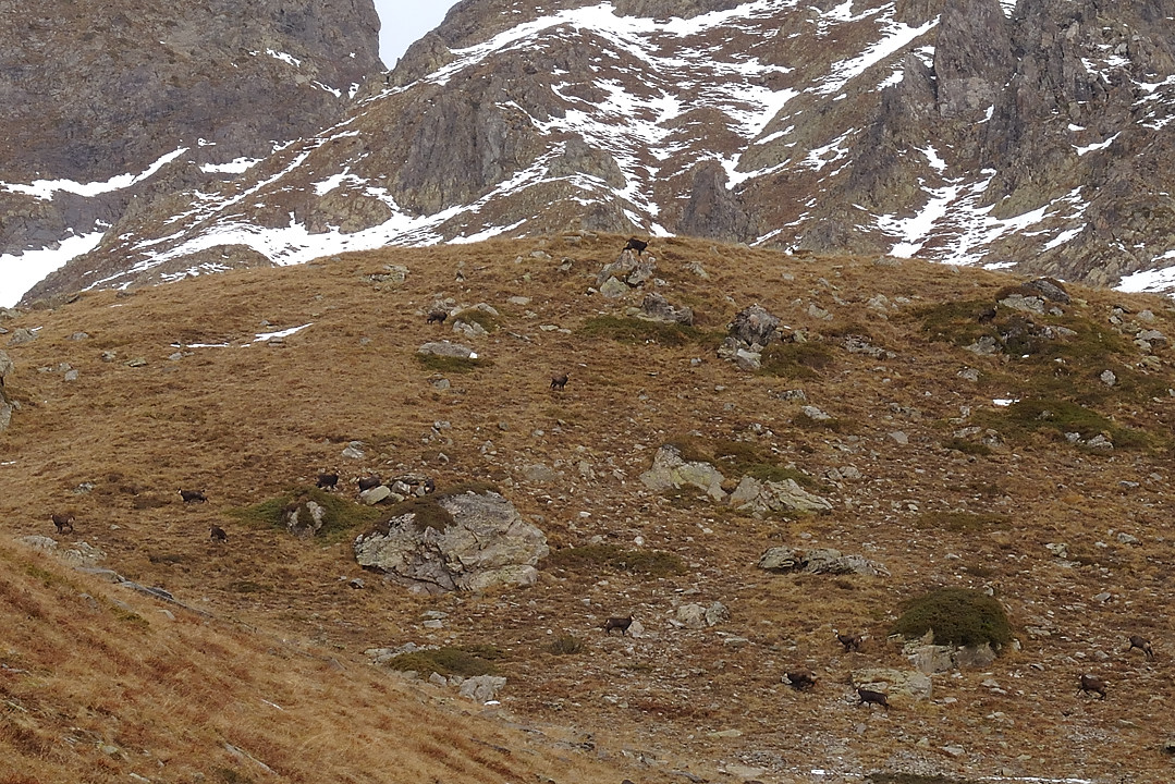 GdeLanceAllemont-2009-11-21_11.jpg -   