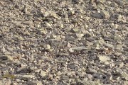 GdeLanceAllemont-2009-11-21_09