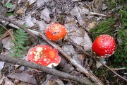 Granier-2010-08-29_09