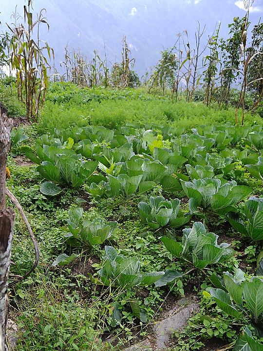 DSCN1710.jpg - KTM - Lukla - Chutok/Poyan (j1) un jardin