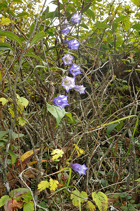DSCN1775.jpg - Pangkongma - col - Sibuche (j3)
