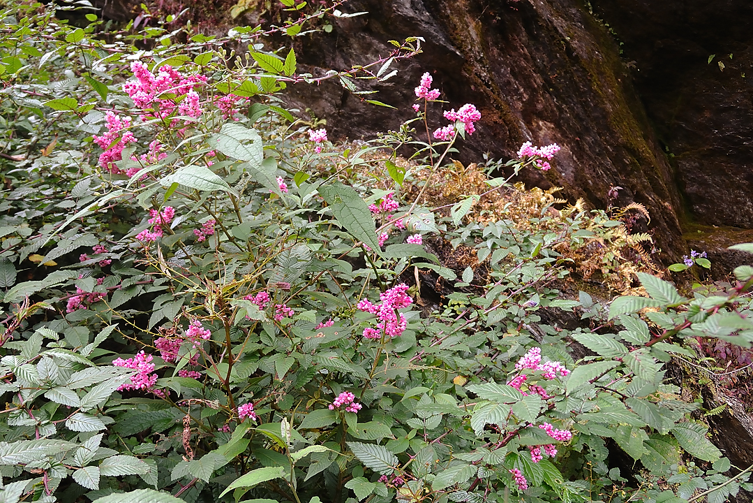 DSCN1783.jpg - Pangkongma - col - Sibuche (j3)