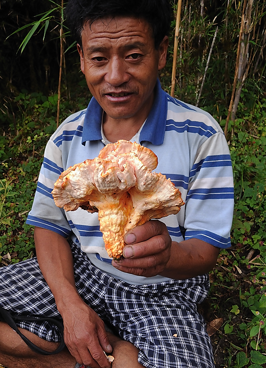 DSCN1786.jpg - Pangkongma - col - Sibuche (j3) : Kete, notre cuisinier, ramasse de champignons: ces champignons d'arbres et des pleurotes blanches