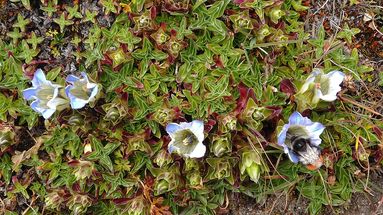 DSCN1847.jpg - Kote - Tagnag (j6) : des gentianes 