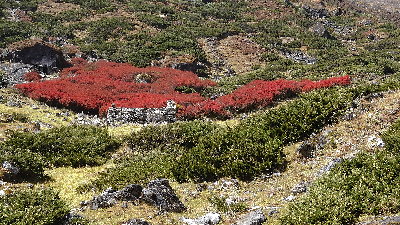 DSCN1852.jpg - Kote - Tagnag (j6) : l'epine-vinette en couleur d'automne