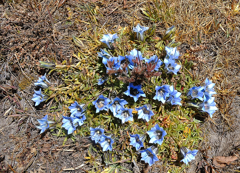 DSCN1891.jpg - Tagnag - Kare (4890m, j7)