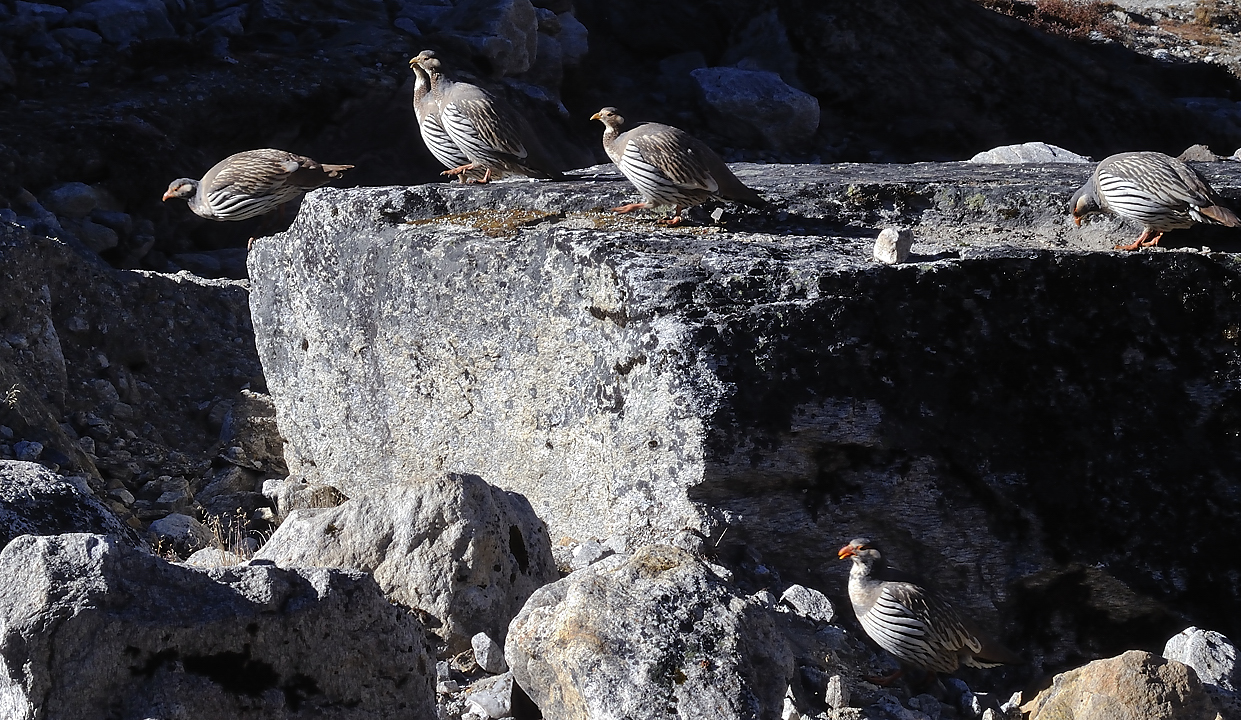 DSCN1903.jpg - acclimatisation a Kare (j8) : le tetra de l'himalaya