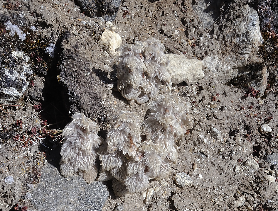 DSCN1917.jpg - acclimatisation a Kare (j8) : des saussurea (une sorte de composee) en decomposition
