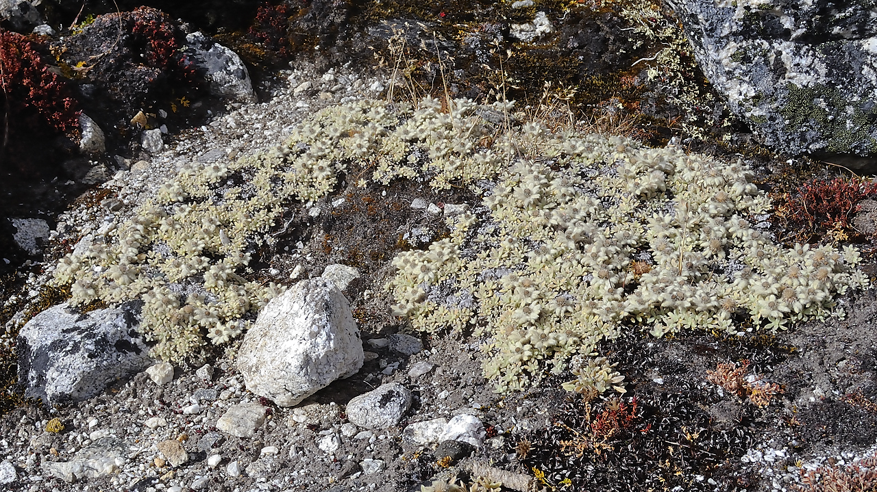 DSCN1927.jpg - acclimatisation a Kare (j8) : partout il y a ces mini-edelweiss (leontopodium monocephalum)