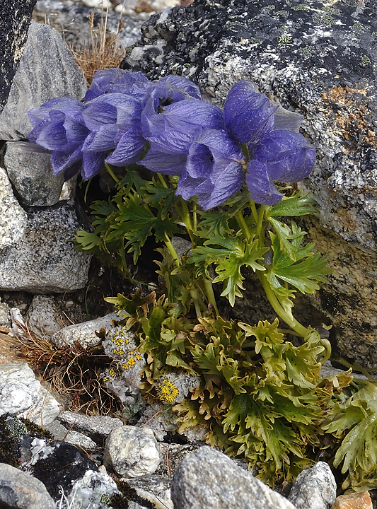 DSCN1928.jpg - acclimatisation a Kare (j8) : en haut de la crete il reste un dernier Delphinium en fleur
