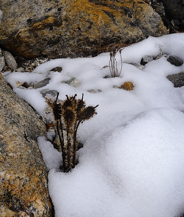 DSCN2003.jpg - Panch Pokari - Westcol high camp (5725m, j13) 