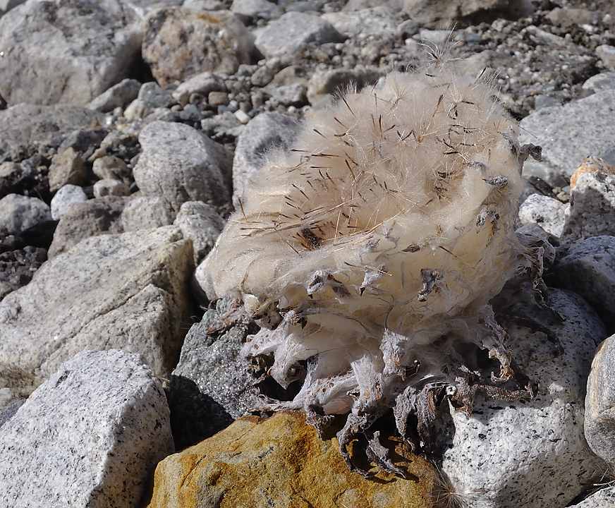 DSCN2023.jpg - Panch Pokari - Westcol high camp (5725m, j13) : une saussurea en decomposition