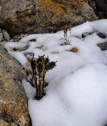 DSCN2003