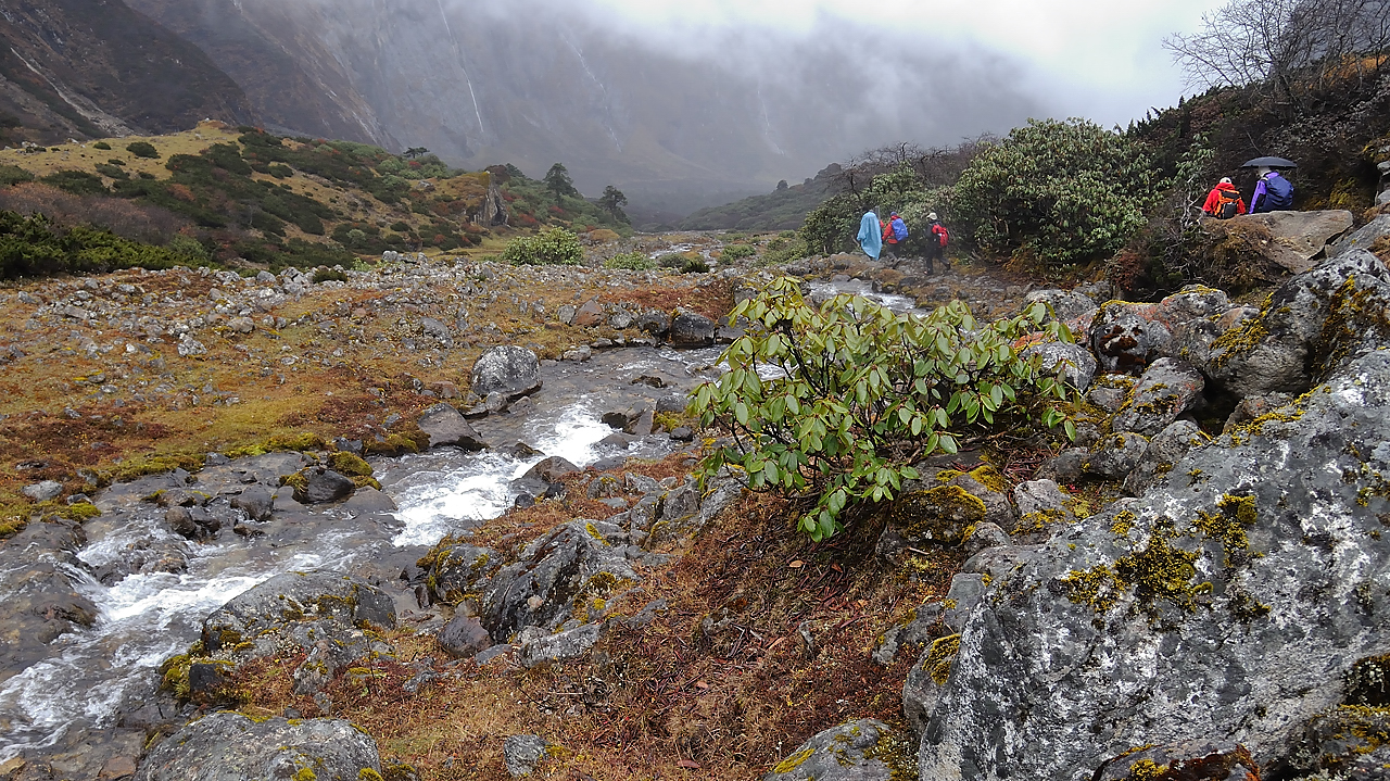 DSCN2131.jpg - Makalu BC - Yangri Kerka (j17) : encore un peu plus bas, on arrive dans les rhododendrons