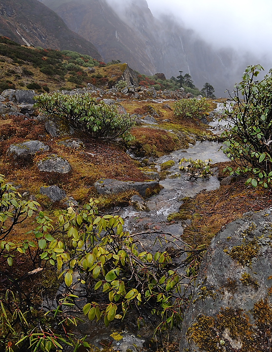 DSCN2132.jpg - Makalu BC - Yangri Kerka (j17) : encore un peu plus bas, on arrive dans les rhododendrons