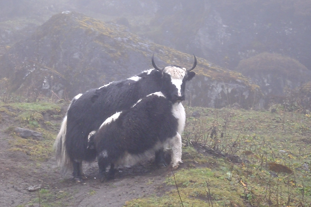 DSCN2136.jpg - Makalu BC - Yangri Kerka (j17) : les premiers yaks