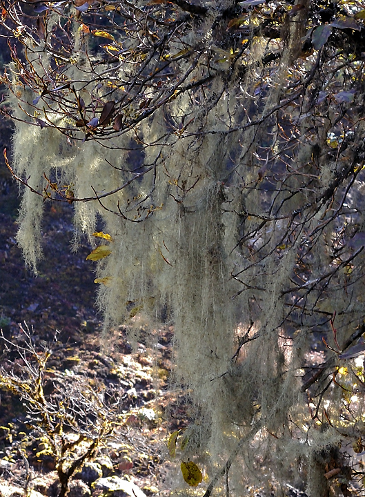 DSCN2154.jpg - Yangri Karka - Dobato (j18) : les arbres plein de lichen 