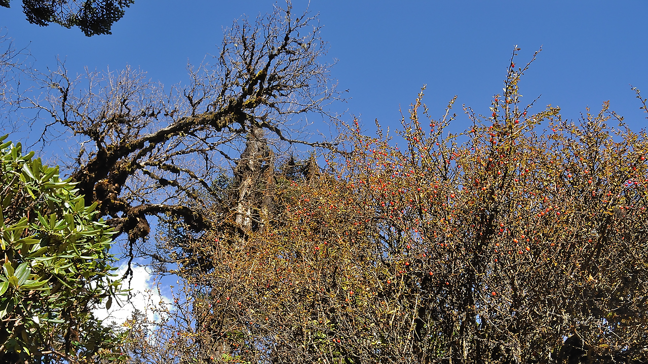 DSCN2156.jpg - Yangri Karka - Dobato (j18) : une sorte d'epine-vinette