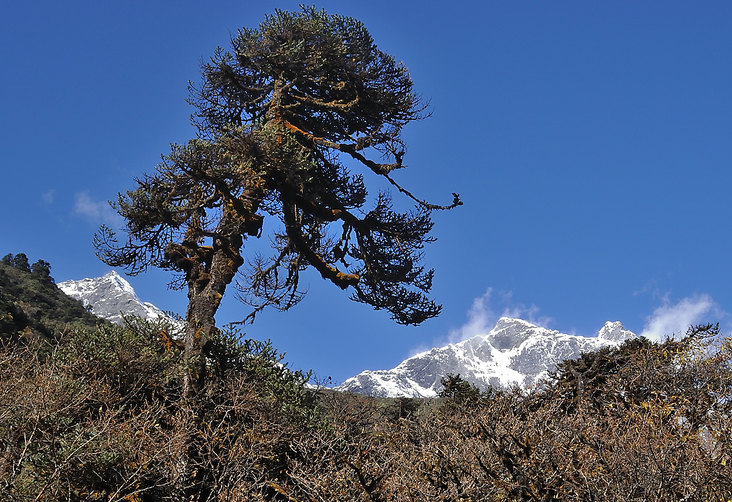 DSCN2159.jpg - Yangri Karka - Dobato (j18)