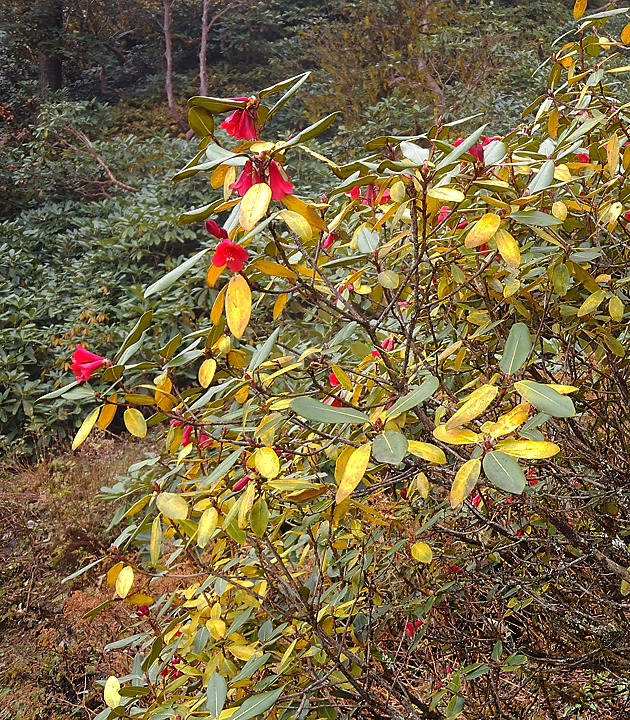 DSCN2176.jpg - Yangri Karka - Dobato (j18) : le seul rhododendron en fleurs de tout le sejour