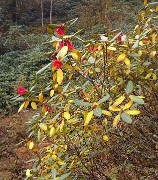 DSCN2176