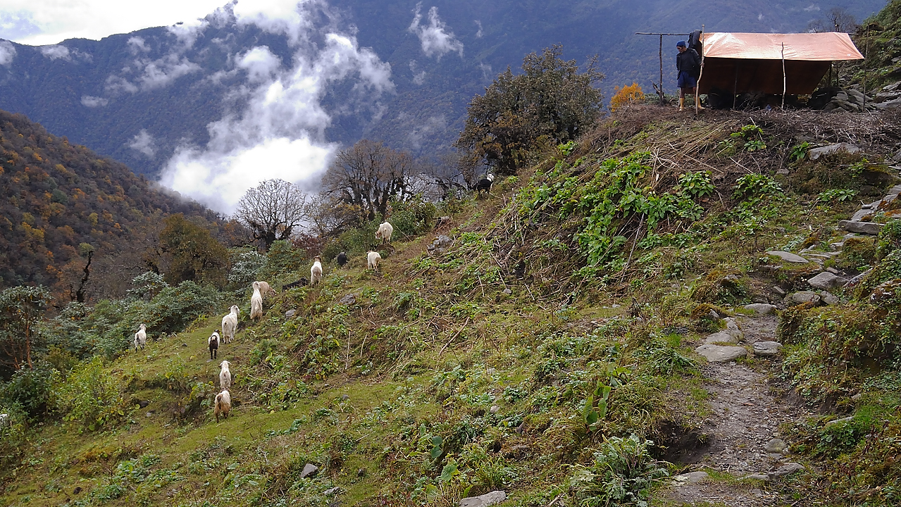 DSCN2211.jpg - Dobato - Tashigong (j19) : en route, une petite bergerie