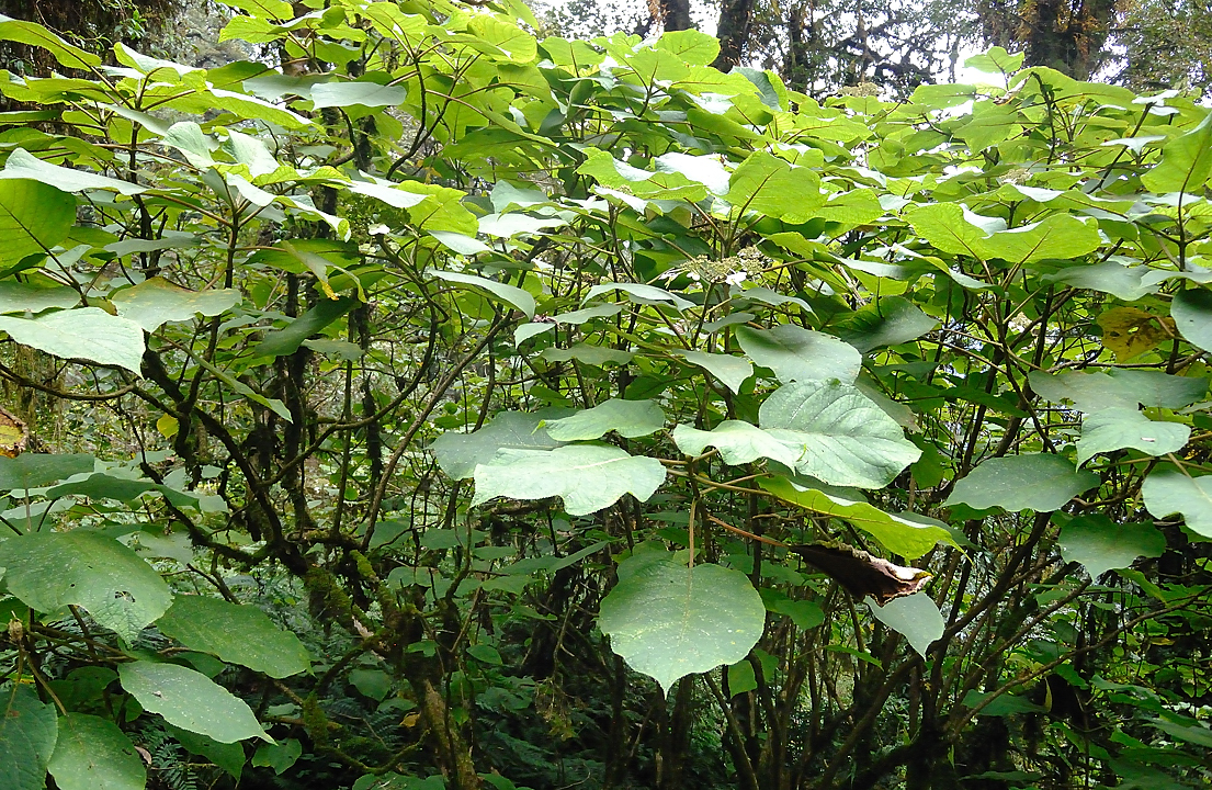 DSCN2221.jpg - Dobato - Tashigong (j19) : juste avant l'etape dans la foret, des hortensia sauvages