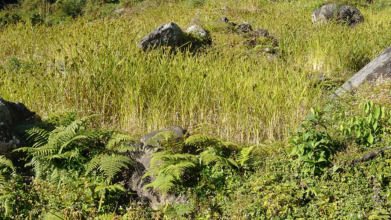 DSCN2233.jpg - Tashigong - Num (j20) : millet