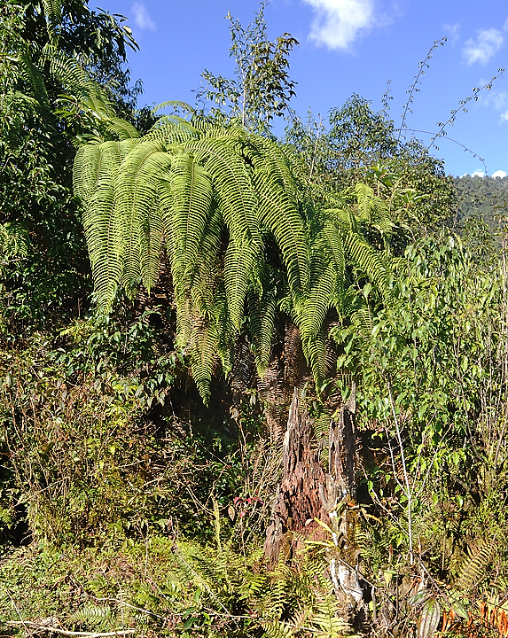 DSCN2235.jpg - Tashigong - Num (j20) : une fougere arborescente