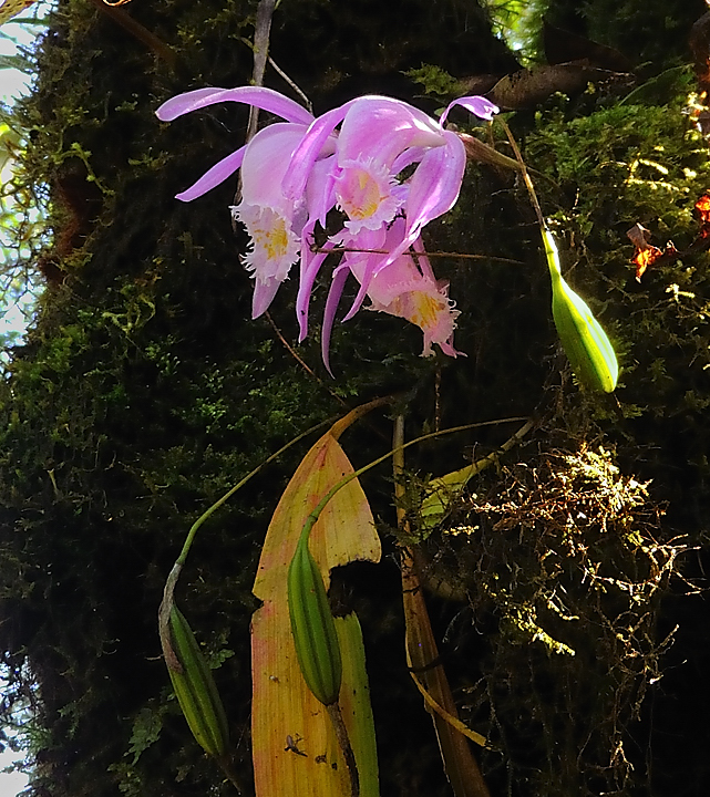 DSCN2245.jpg - Tashigong - Num (j20) : des orchidees arboricoles -- un peu dur a photographier car a l'ombre