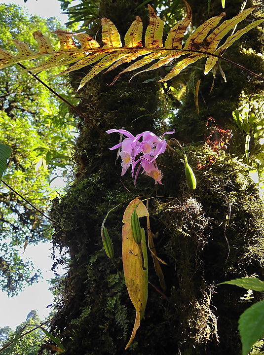 DSCN2246.jpg - Tashigong - Num (j20) : des orchidees arboricoles -- un peu dur a photographier car a l'ombre
