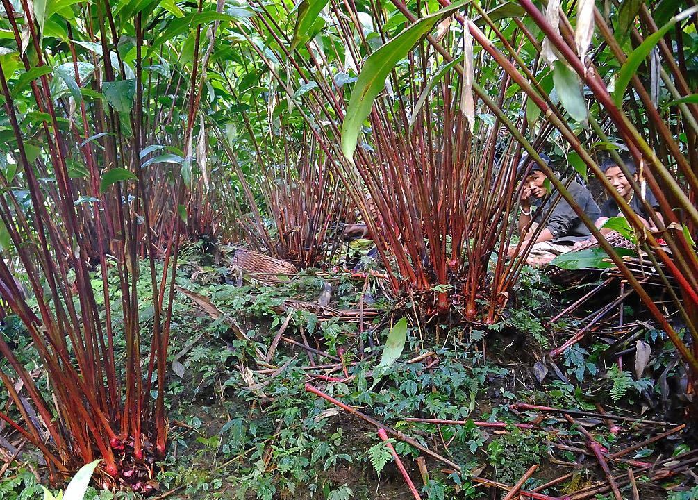 DSCN2248.jpg - Tashigong - Num (j20) La recolte de plantes medicinales 