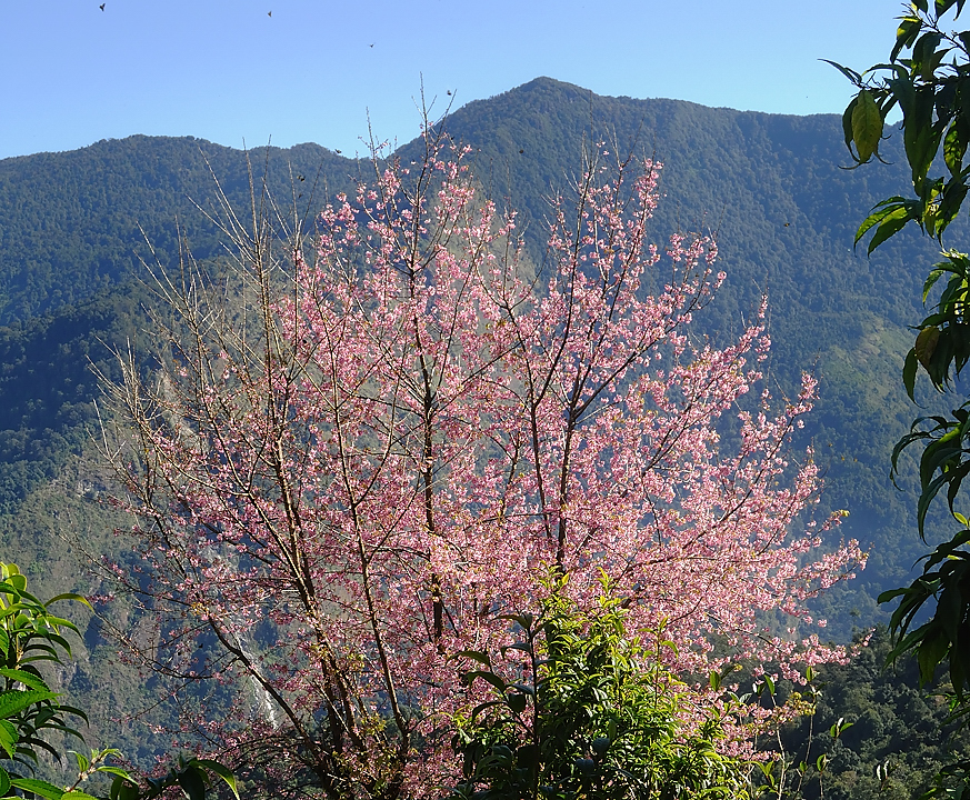 DSCN2249.jpg - Tashigong - Num (j20) : des prunier en fleurs et envahie par des milliers de papillons
