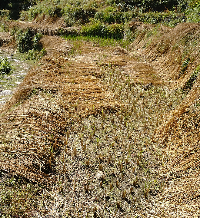 DSCN2259.jpg - Tashigong - Num (j20) : un champ de riz recolte