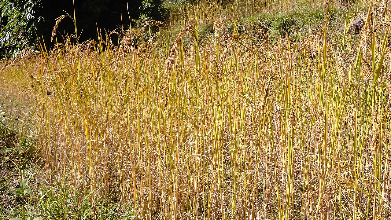 DSCN2262.jpg - Tashigong - Num (j20) : champ de riz