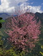 DSCN2250