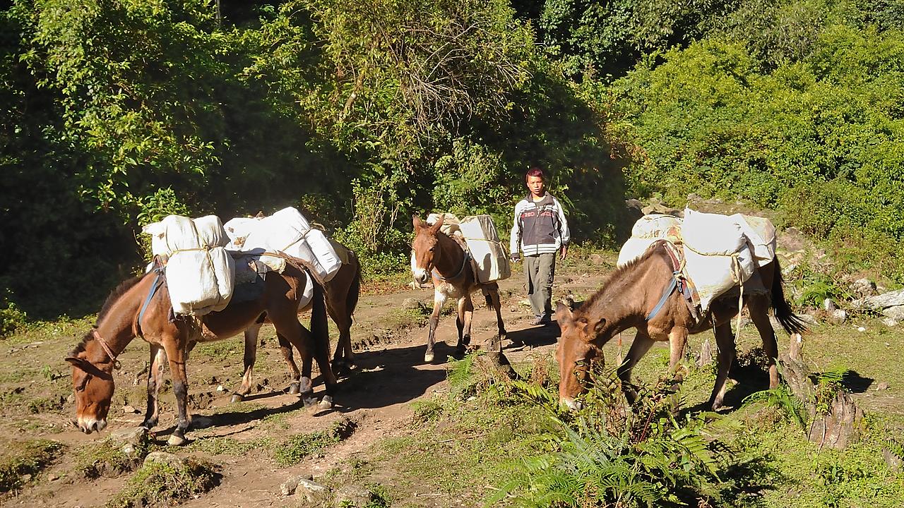 DSCN2296.jpg - Num - Kadbari (j21); entre Num et DHeuralis nous rencontrons beacoup de caravanes de mules