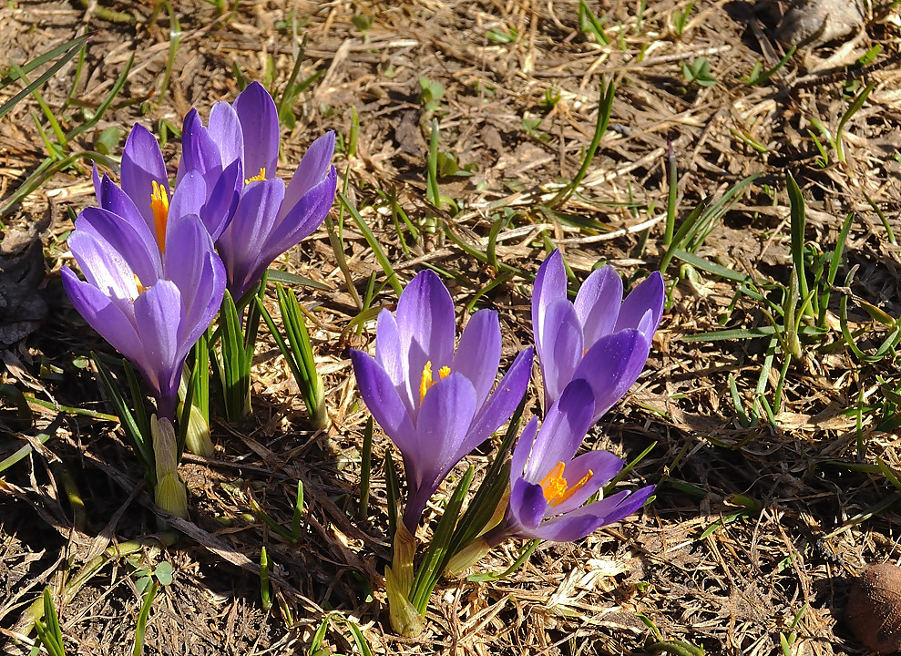BosseMomie-20110409-33-DSCN2927.jpg - crocus a Ailefroide