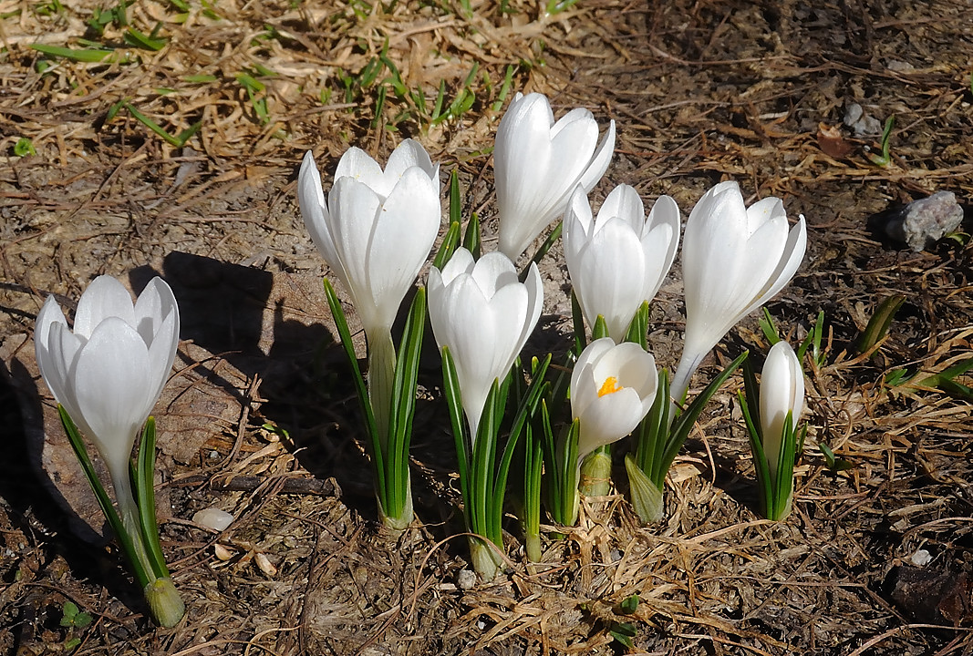 BosseMomie-20110409-35-DSCN2931.jpg - crocus a Ailefroide