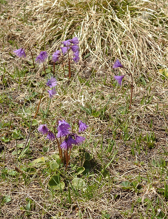 MeanMartin-20110508-29-DSCN3039.jpg - Des soldanelles