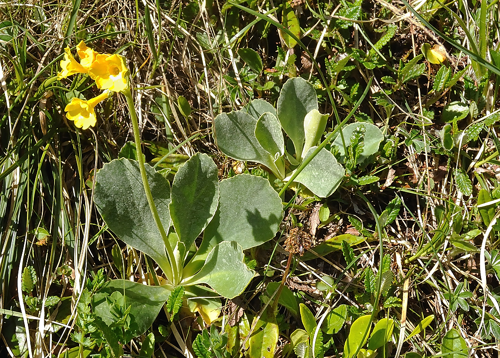 ArchesChartruese-20110529-16-DSCN3119.jpg - primeveres farineuses