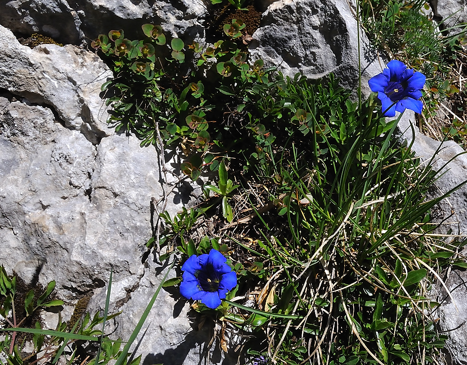 ArchesChartruese-20110529-31-DSCN3140.jpg - Gentianes de Koch